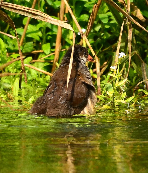 Giovane gallinella al bagno